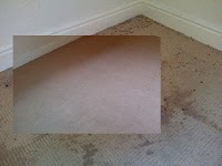 Zap Clean   Carpet and Upholstery Cleaning 352155 Image 9